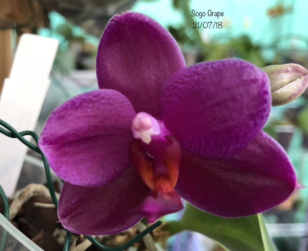 Phalaenopsis Sogo Grape 67375e10