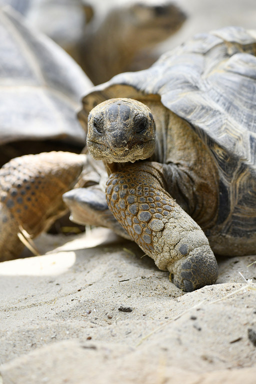 Visite de "Pairi daiza" (Belgique). "les tortue" 009_du11