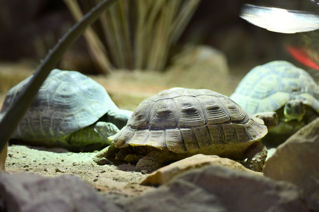 Visite de "Pairi daiza" (Belgique). "les tortue" 023_du10