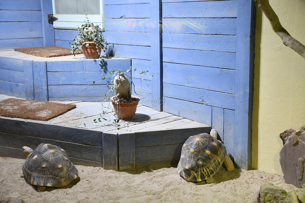 Visite de "Pairi daiza" (Belgique). "les tortue" 031_du10