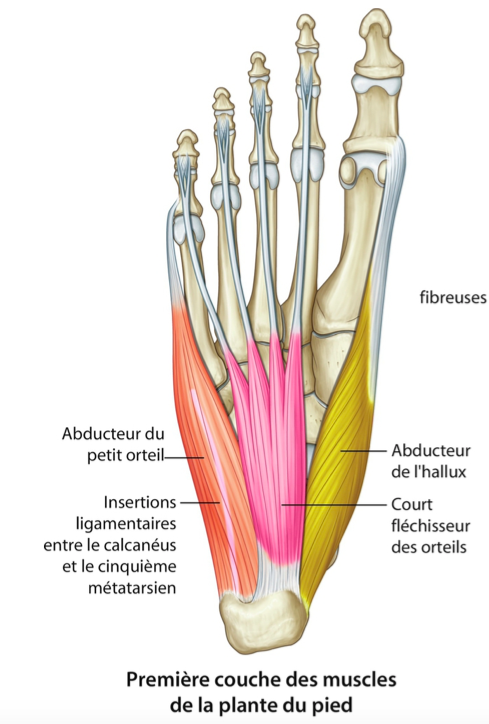 Action de l'abducteur de l'hallux Captur15