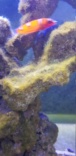 Présence d'algues courte blanche comme de la mousse 20190310
