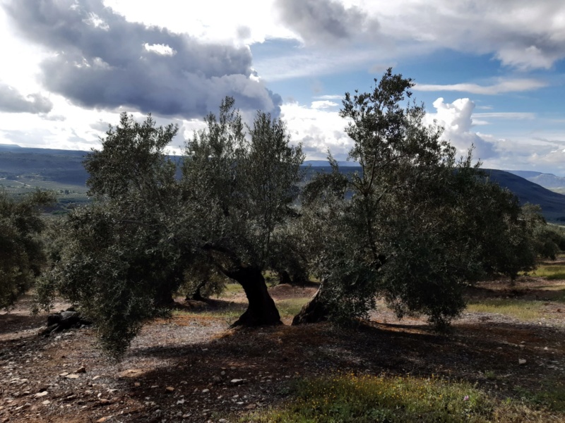 Seguimiento evolutivo/productividad parcela de secano en calar (Jaén) Photo-17