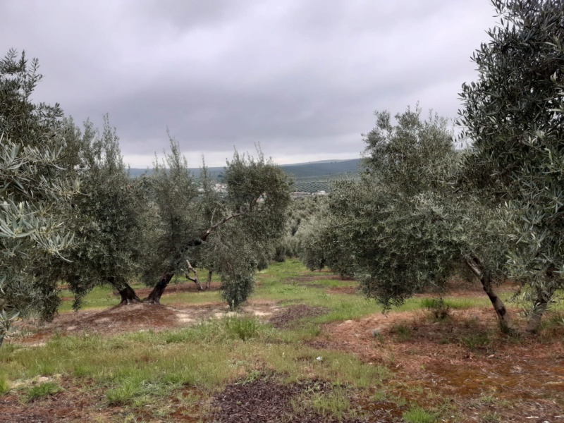 Seguimiento evolutivo/productividad parcela de secano en calar (Jaén) Photo-19