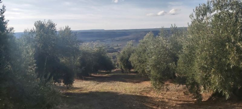 Seguimiento evolutivo/productividad parcela de secano en calar (Jaén) - Página 2 Photo-49