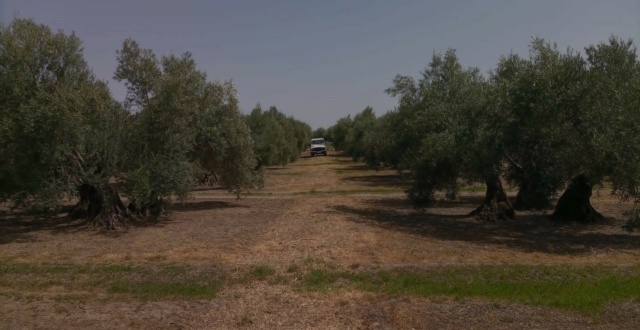 Seguimiento evolutivo finca de secano en Jaén - Página 3 Photo-50