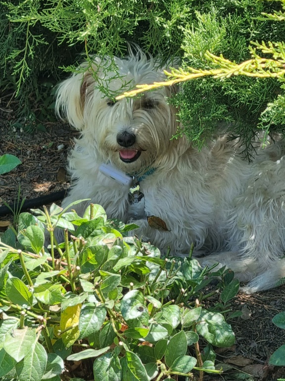 PLUME (ex POLISSONNE) - Femelle croisée Labrit de taille petite à moyenne - née en juin 2016 - Adoptée par Sophie (83)  - Page 8 20210811