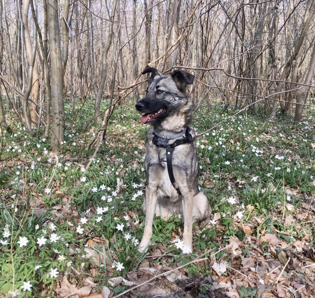 attika - ATTIKA - Chiot femelle - croisée malinois, taille moyenne à grande à l'âge adulte - Née environ en avril 2019 - REMEMBER ME LAND - ADOPTEE PAR PERRINE et MICKAEL (78) - Page 4 575dd310