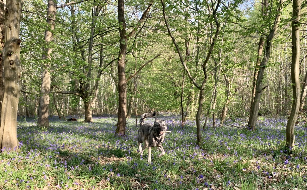 ATTIKA - Chiot femelle - croisée malinois, taille moyenne à grande à l'âge adulte - Née environ en avril 2019 - REMEMBER ME LAND - ADOPTEE PAR PERRINE et MICKAEL (78) - Page 5 96f22810