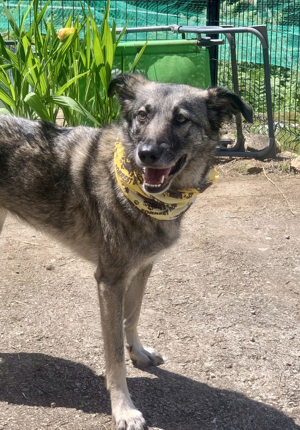 ATTIKA - Chiot femelle - croisée malinois, taille moyenne à grande à l'âge adulte - Née environ en avril 2019 - REMEMBER ME LAND - ADOPTEE PAR PERRINE et MICKAEL (78) - Page 7 Img_4710