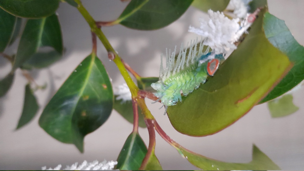 Attacus Atlas. 23atta10