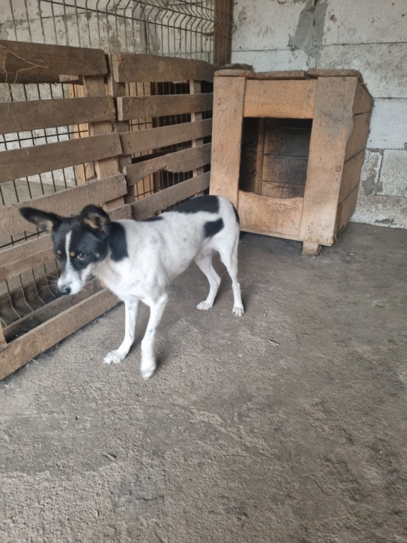 stinger - STINGER MALE NE LE 25/08/2018 - TAILLE MOYENNE SORTI DE L'EQUARRISSAGE EN AVRIL 2021- parrainé par Briska -R-SC - Page 2 20230229