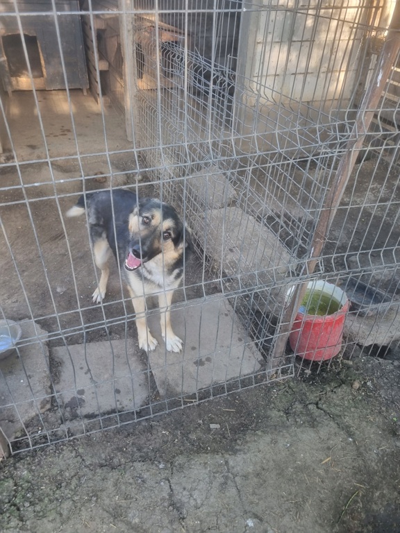 TUCSON MALE NE LE 28.11.2021 Abandonné par un villageois près du refuge- parrainé par VIR3004 -R-SC 20240108