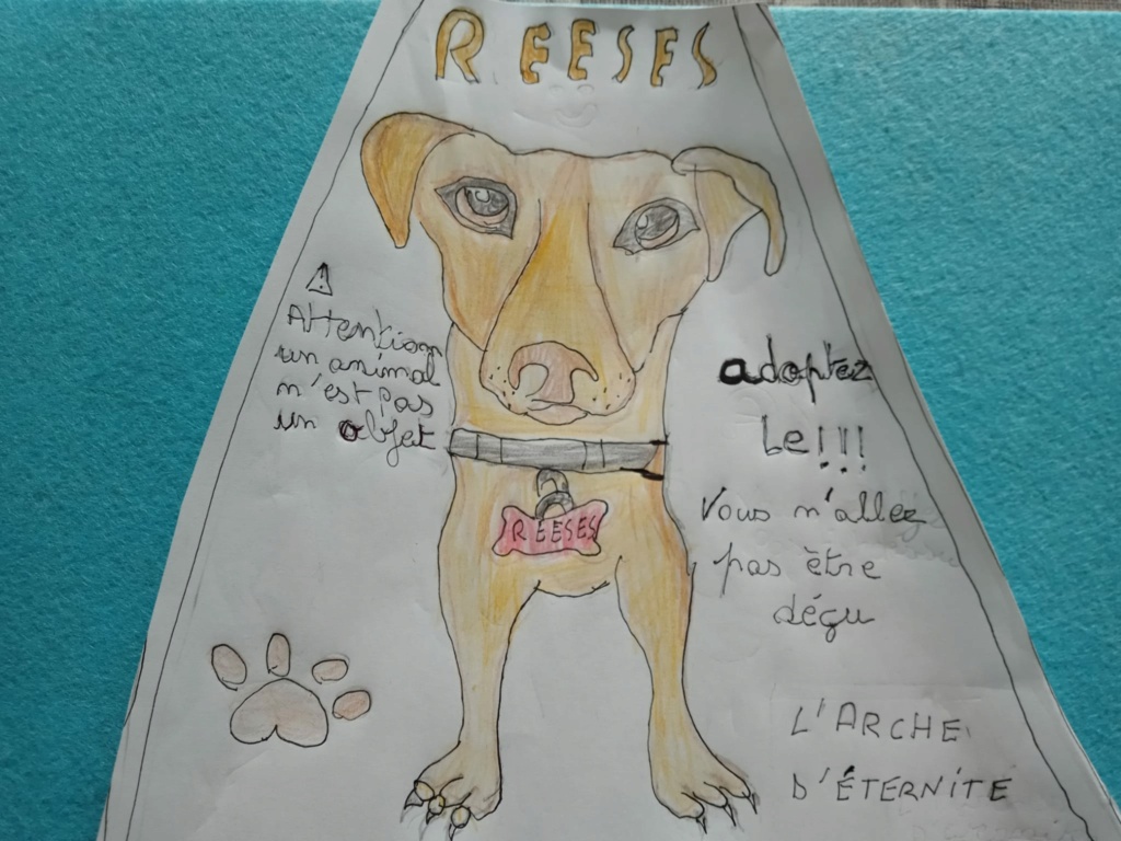 reeses - REESES - mâle né le  01.03.2023 en FA dans le 91 - fratrie de 9 chiots trouvés dans un sac en plastique -SC-R-30MA - Page 2 Img-2047