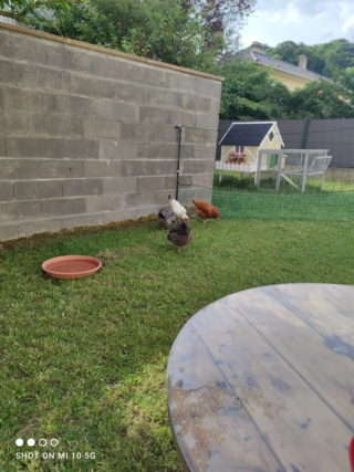 Poules qui font le murs ou du camping ..   Img_2021