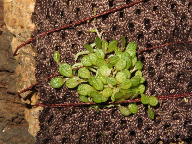 Pleurothallis dressleri Img_1911