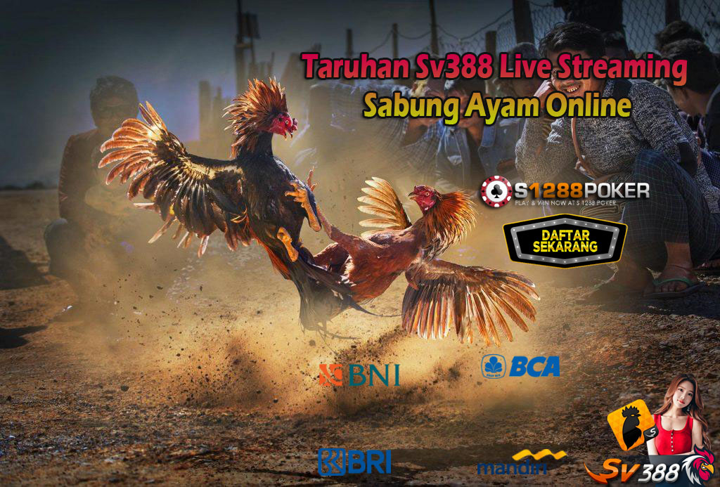 Taruhan Sv388 Live Streaming Sabung Ayam Online At12