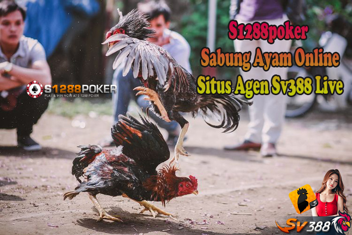 S1288poker Sabung Ayam Online Situs Agen Sv388 Live J10