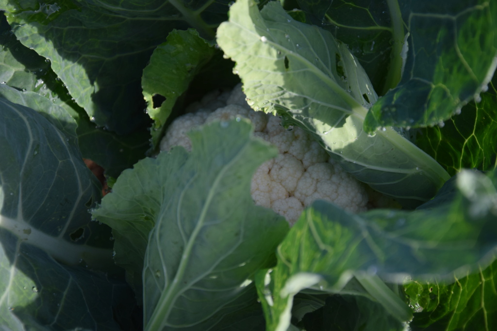 CAMPAGNE - le Potager du Paresseux : photos commentés - Page 3 Dsc_0213