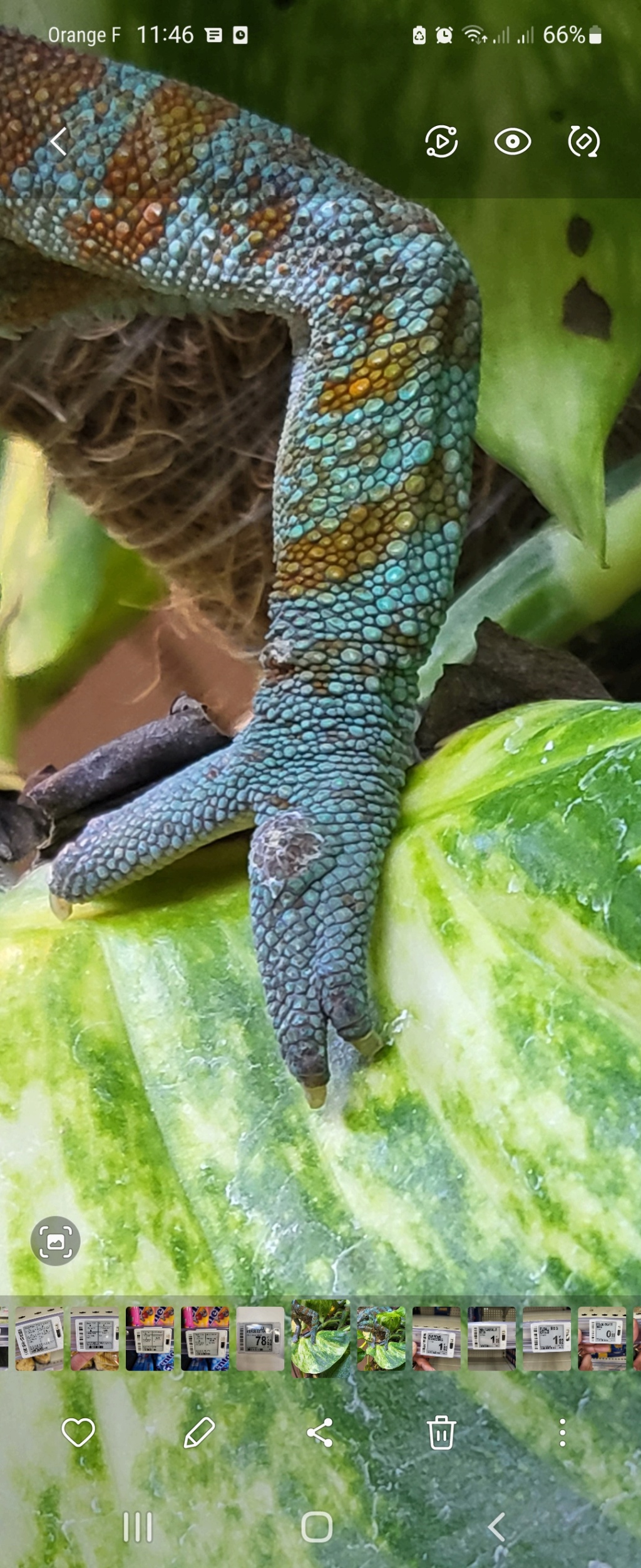 Bouton Caméléon Furcifer Patte10