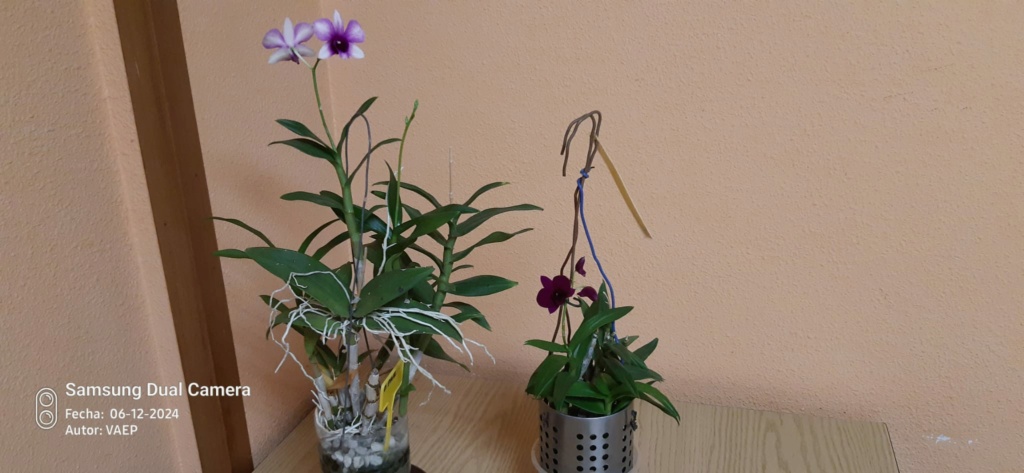 DENDROBIUM Thailand Black Imagen13