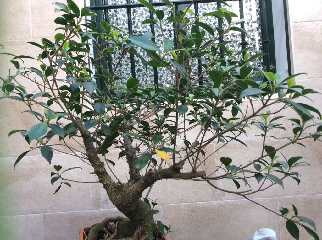 Ficus 27d21610