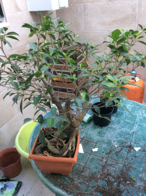 Ficus 4654f110