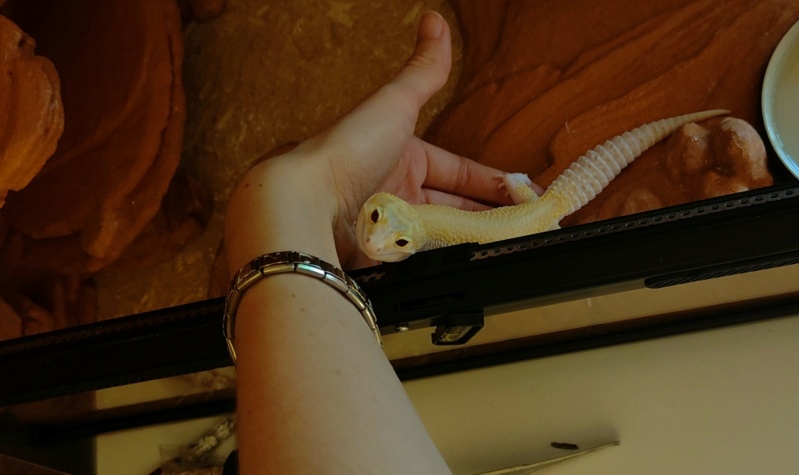 Femelle gecko léopard qui ne mange presque plus Img_2011