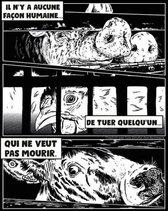 Une image vaut mille mots, - Page 18 Fb_i1991