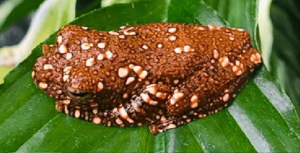 Une grenouille se camoufle en crotte pour échapper aux prédateurs 1-1510