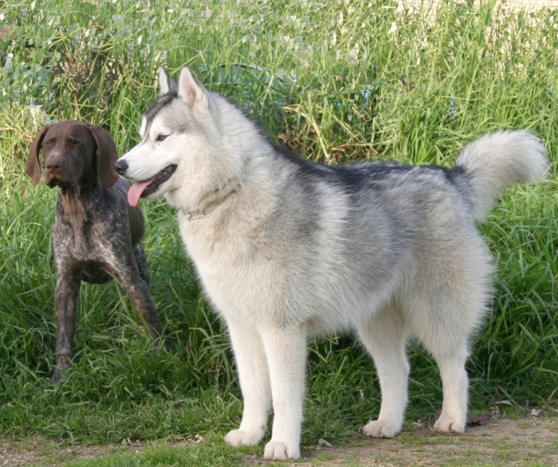 les loups de 2apat Photo_10