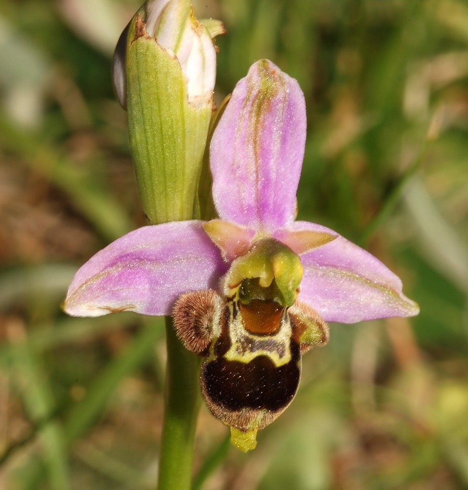 un petit nouveau dans le jardin Fucifl11