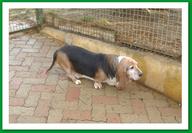 Rex - Basset hound /shamallow - Page 6 Bv000010