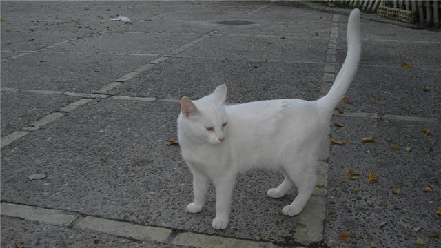 Gato blanco sumamente cariñoso abandonado .Cádiz Gatito10