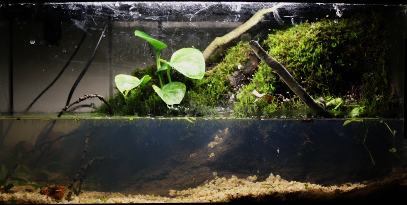 paludarium dans 54L Img_0010