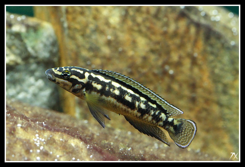 (Tanganyika)Julidochromis transcriptus 33213210