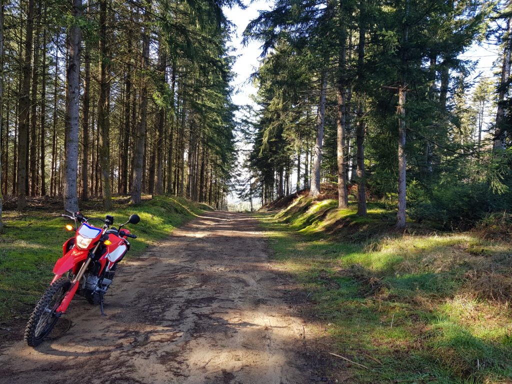 Belle découverte que cette crf300l 20240216