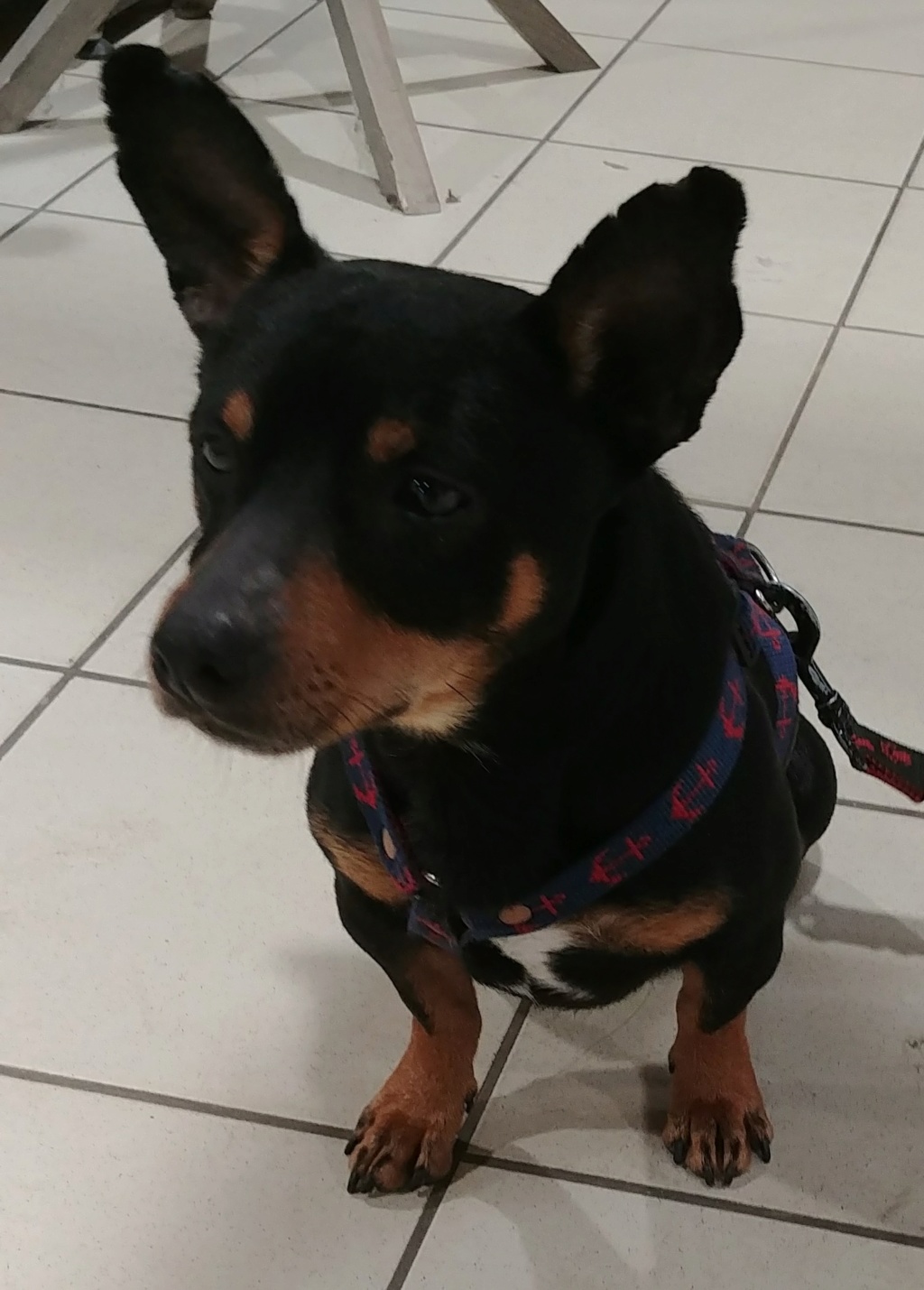 MERLIN x pinscher noir et feu 4 ans - M 03171911