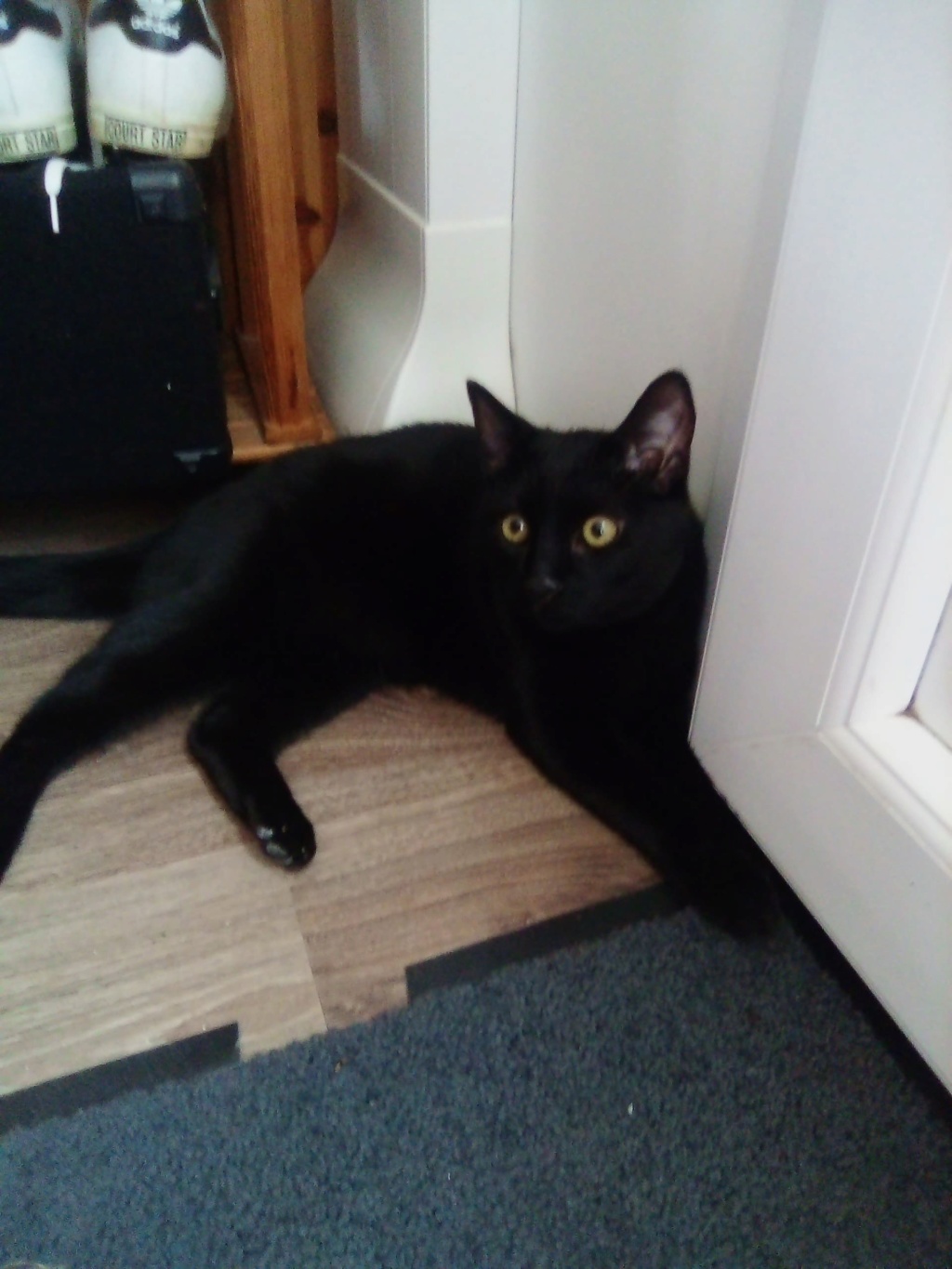 POTIRON , chaton européen noir , 2 mois  , M  10258510