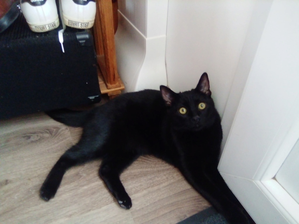 POTIRON , chaton européen noir , 2 mois  , M  10294610