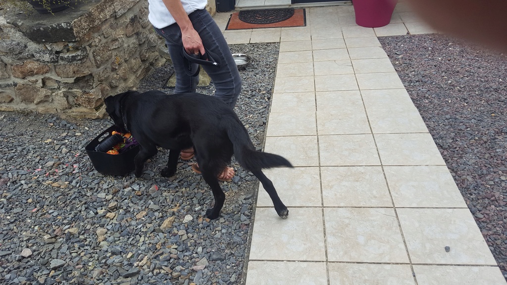 NEIL, croisé labrador/border collie, 6 mois, M 35496411