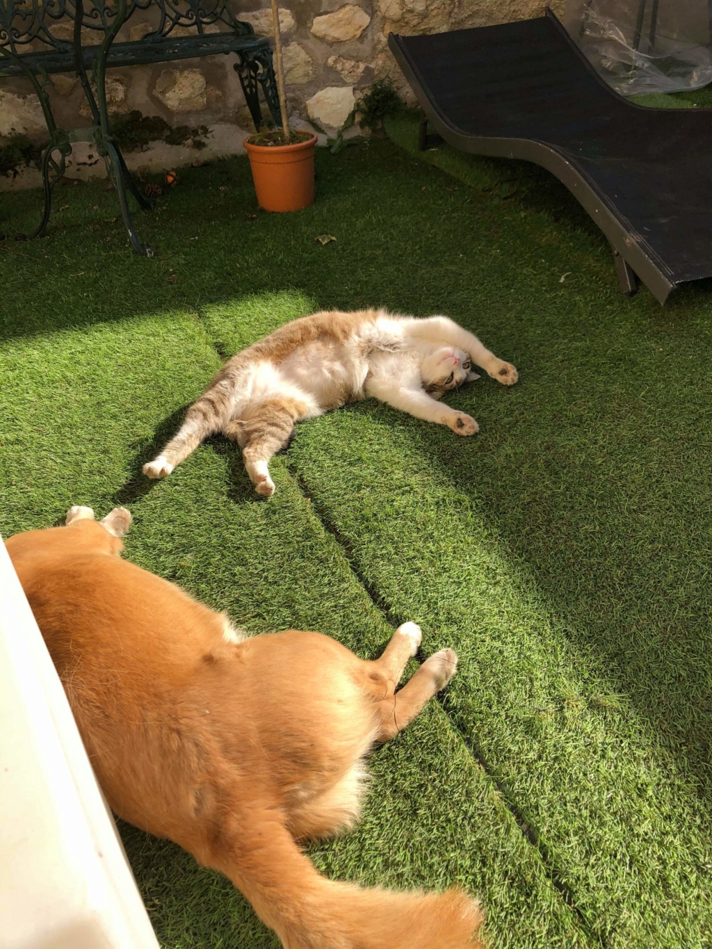 frangipane - FRANGIPANE , européenne tigrée et blanche , 5 ans , F  Receiv23