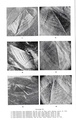 Flore Carbonifère des Alpes Françaises part 2 - Page 2 Scan0010