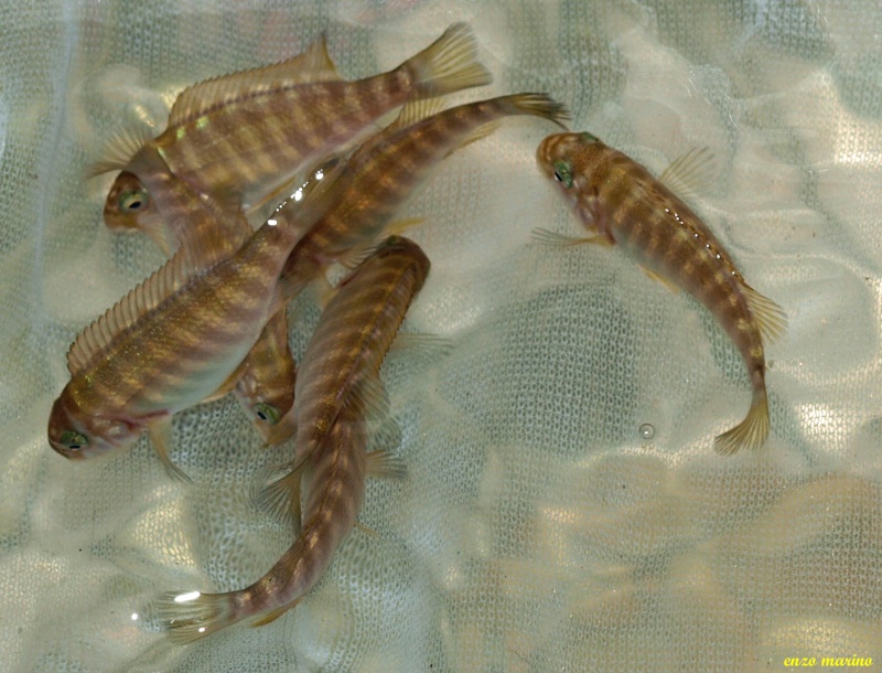 Fotos de crías de Petrochromis texas Bulu Point Pb256711
