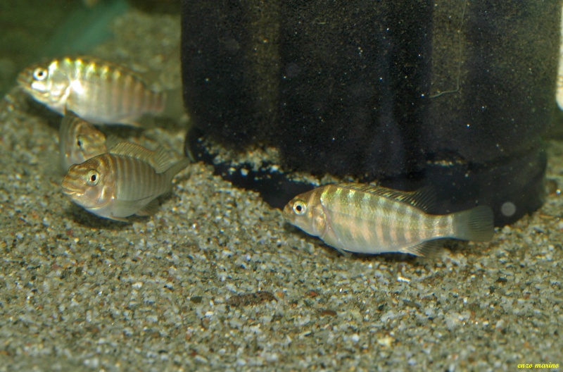 Fotos de crías de Petrochromis texas Bulu Point Pb256713