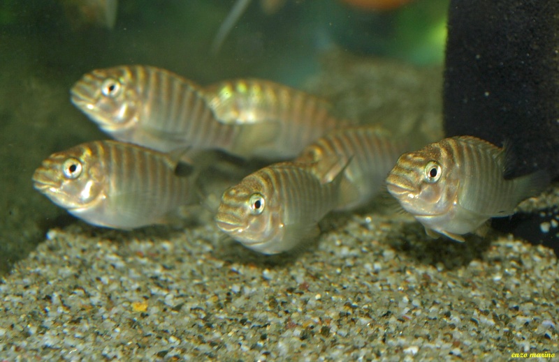 Fotos de crías de Petrochromis texas Bulu Point Pb256714