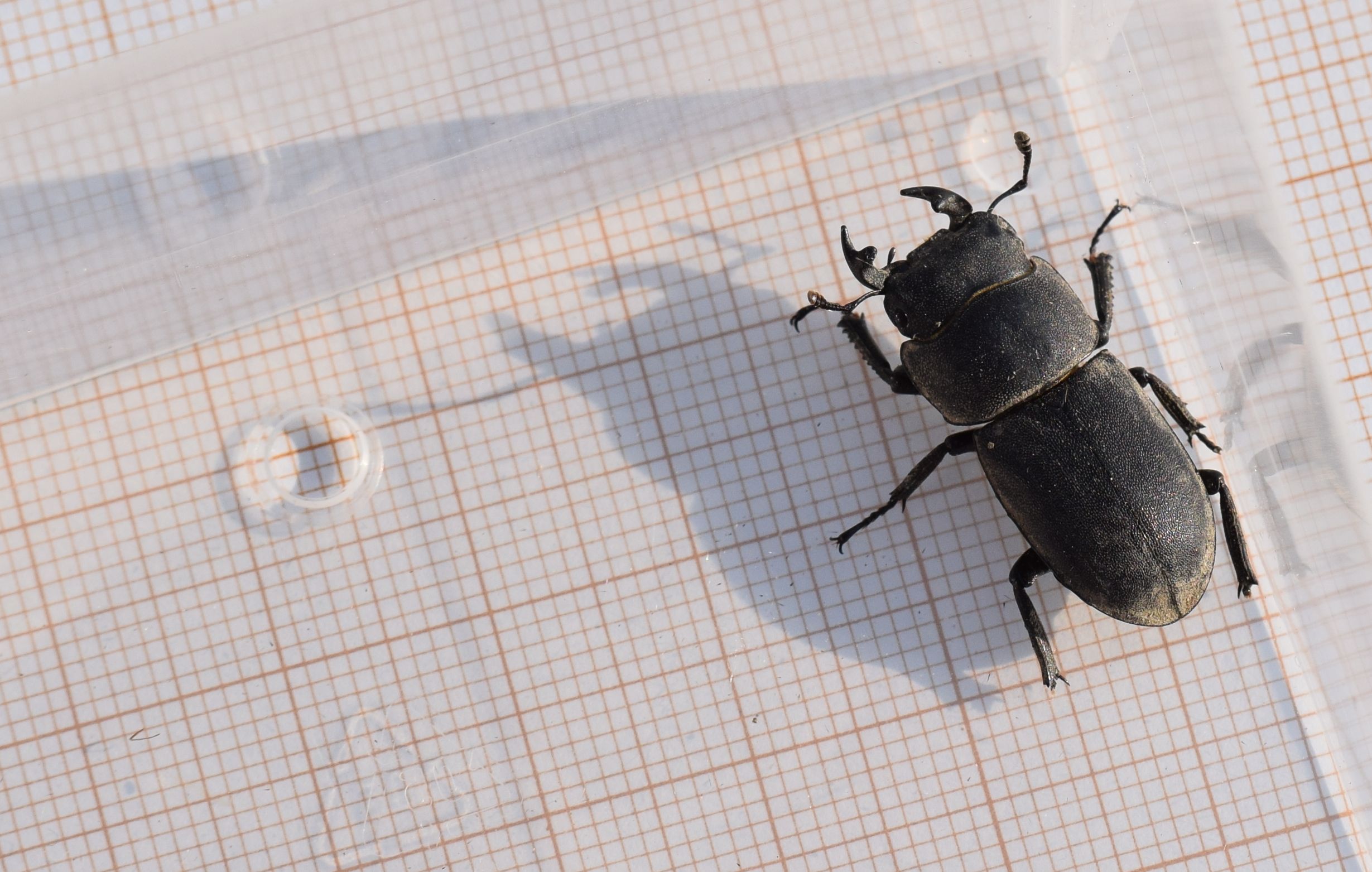 [Dorcus parallelipipedus] Lucanidae ? 06-08-10