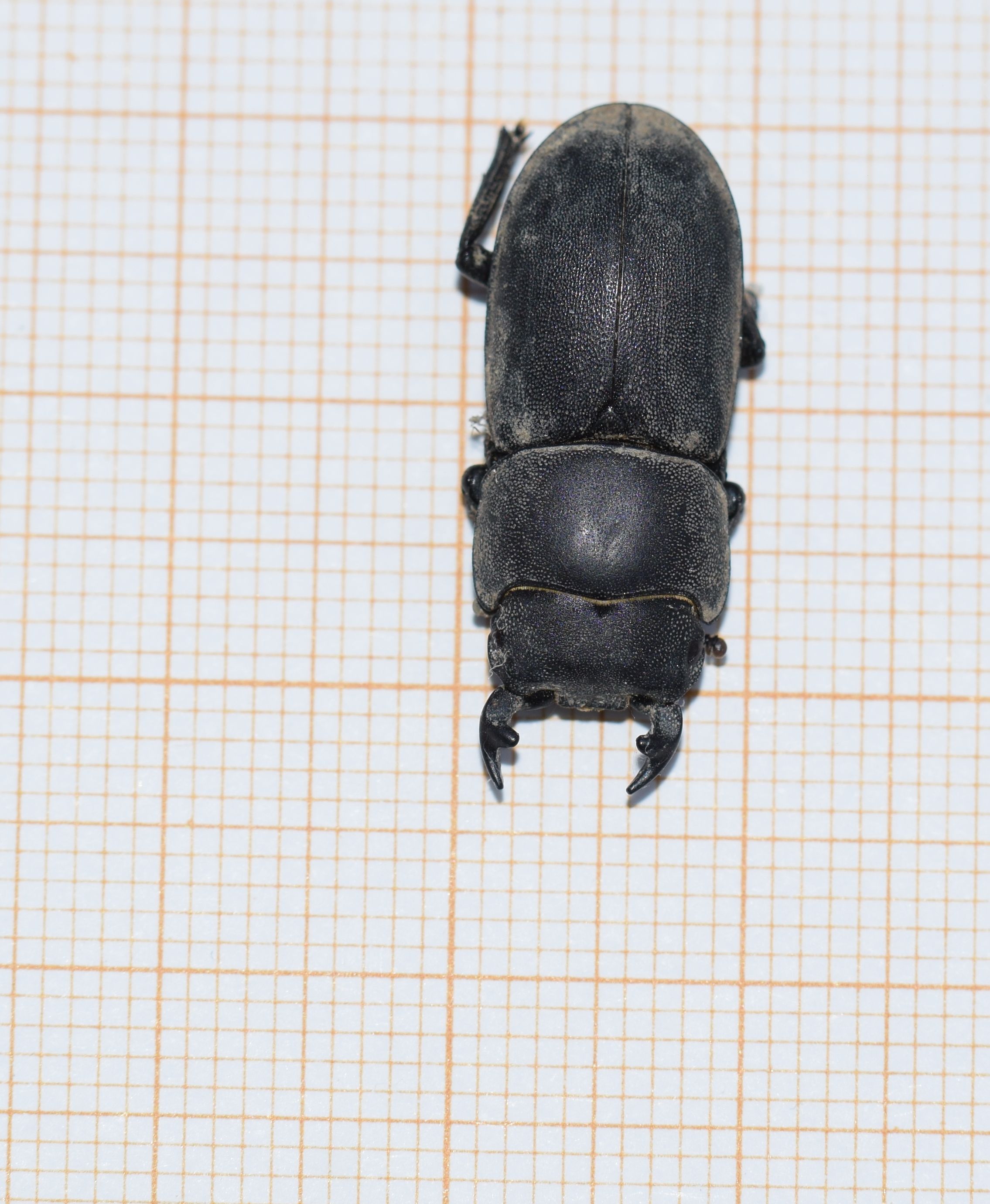 [Dorcus parallelipipedus] Lucanidae ? 06-08-12
