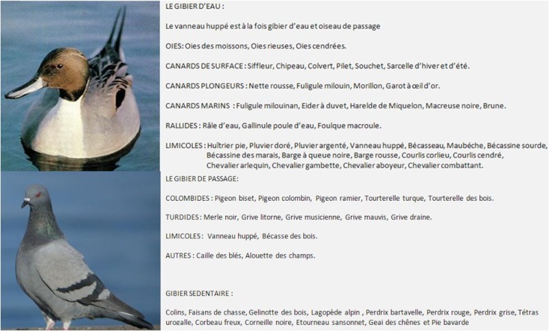 Classement des espéces d'oiseaux dont la chasse est autorisée Gibier12