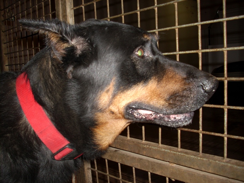 Uts Beauceron (SHPA  Le Havre 76) Uts_110